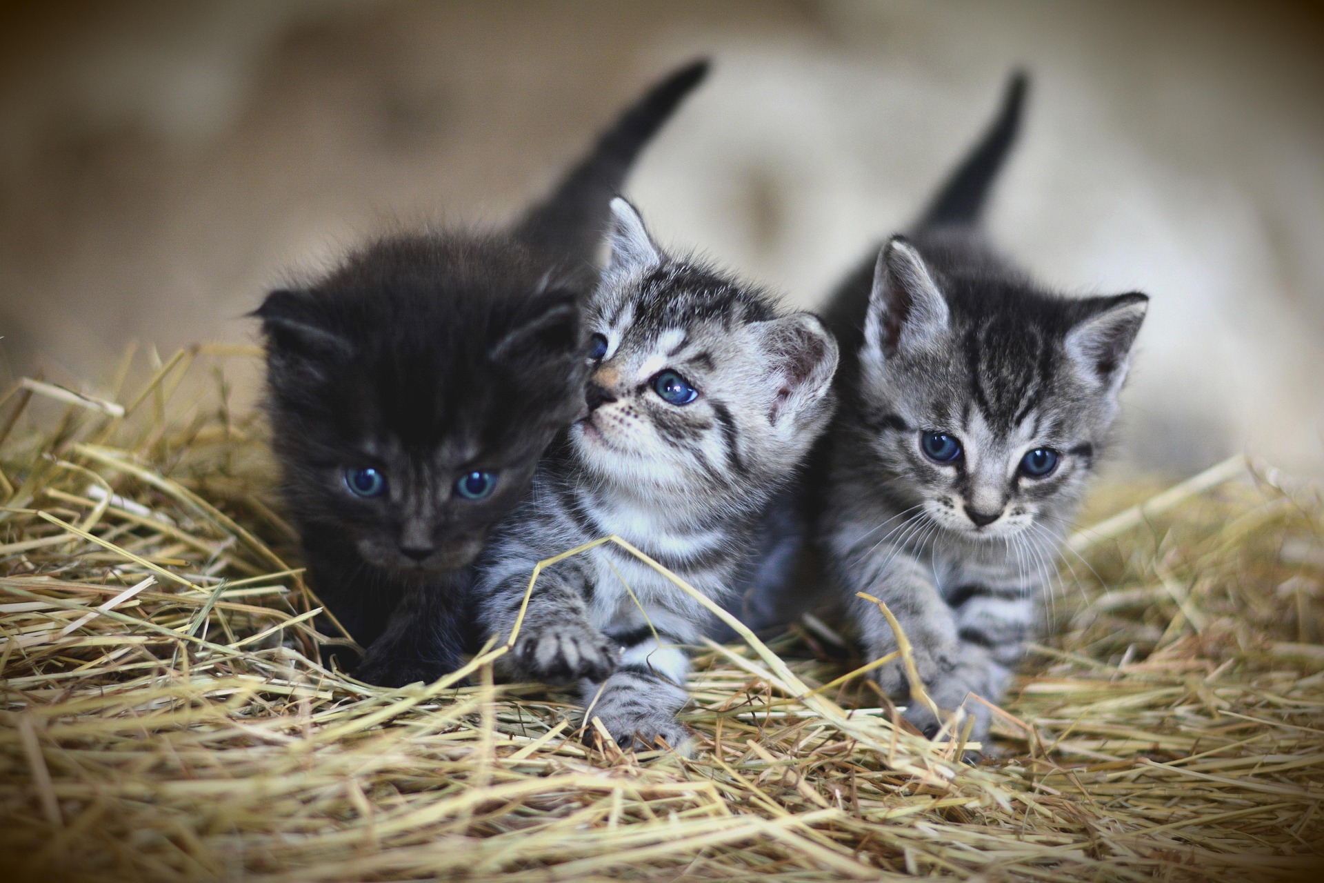 gatos