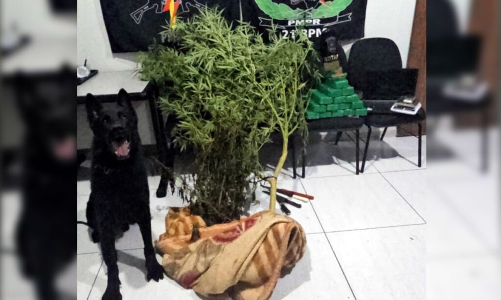 Polícia apreende cerca de 13kg de maconha e um pé de cannabis 3 No local os policiais localizaram uma planta de cannabis de cerca de dois metros e vários tabletes de maconha