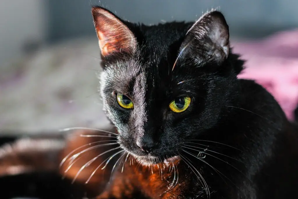 Gatos pretos: história, curiosidades e verdades sobre esse felino misterioso 2 Gato Preto