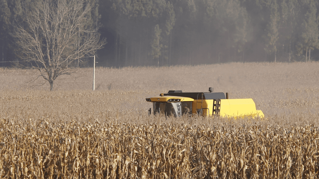 Paraná tem safra recorde de milho com 10,4 mil kg/ha e alta na soja