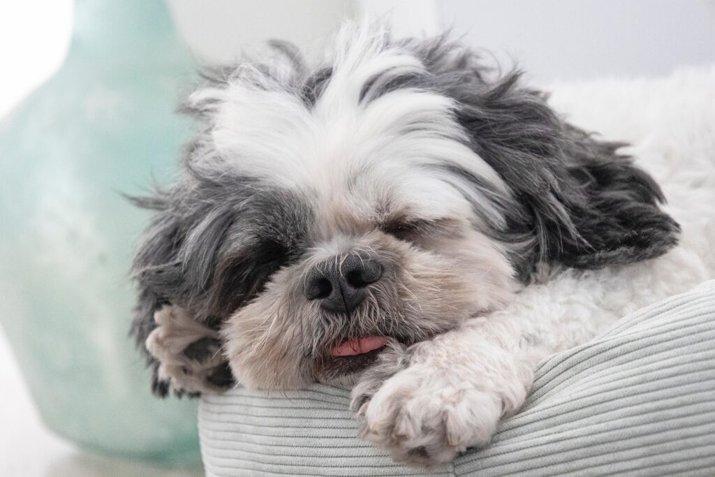 5 doenças extremamente mortais para Shih-tzus: como prevenir e proteger seu cão