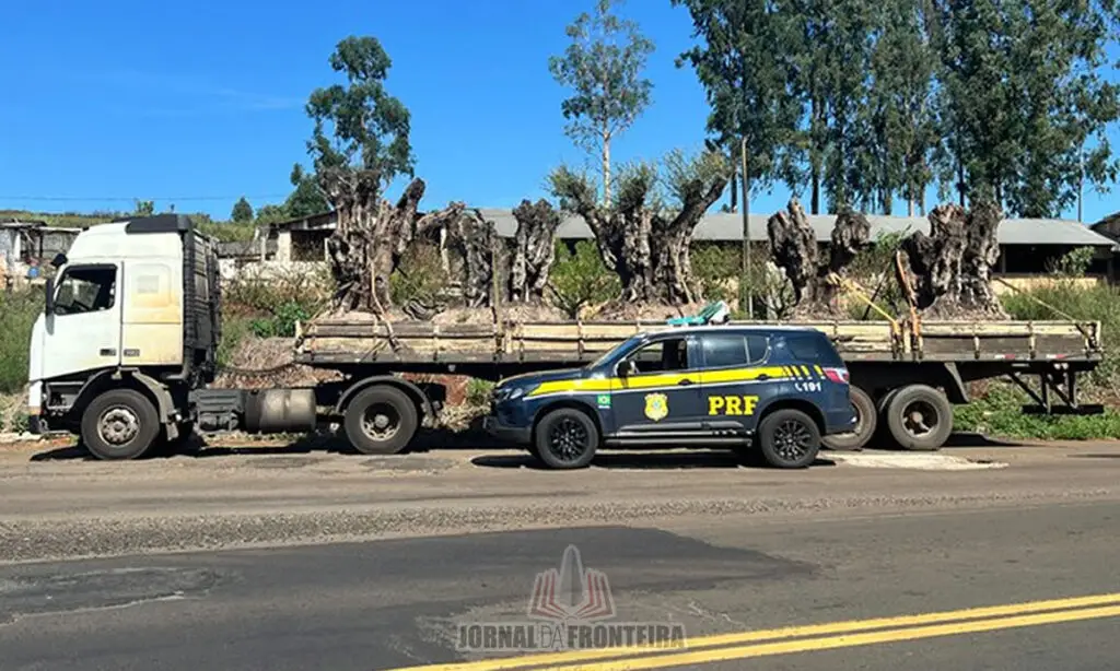 PRF apreende oliveiras argentinas importadas irregularmente 2 A abordagem se deu em Vitorino (PR), em razão da situação incomum, já que o transporte de oliveiras não é usual nessa região