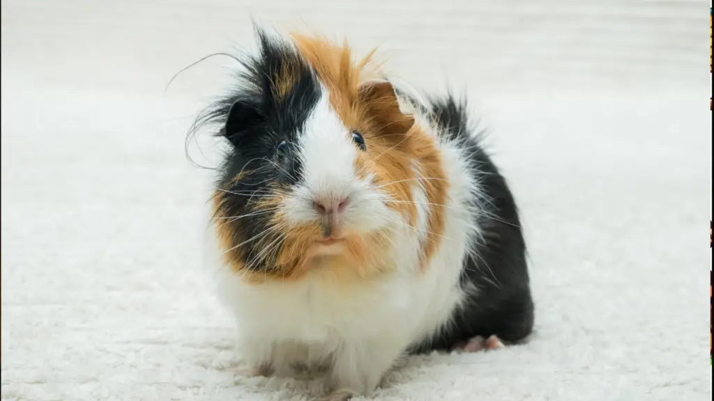 Os 7 menores pets que você pode ter em casa 2 menores pets