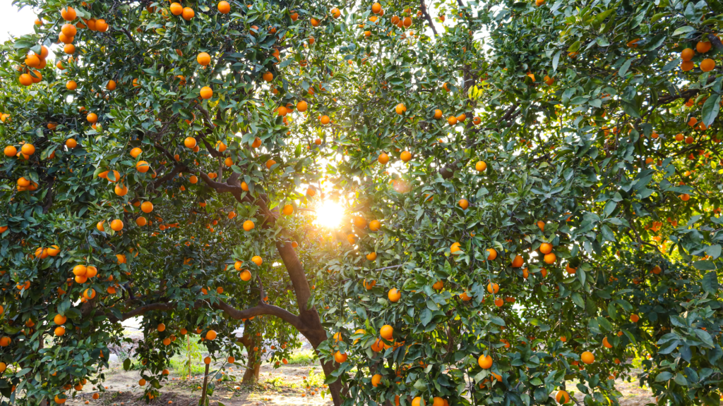 Cidasc realiza inspeções contra o greening em São Miguel do Oeste 2 Cidasc alerta produtores do Extremo-Oeste de Santa Catarina sobre o risco do greening. Inspeções e ações de controle buscam conter a doença e proteger a citricultura local.