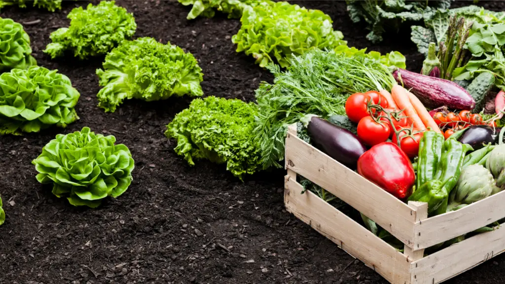 Brics Brasil debate crescimento e sustentabilidade no agro 2 Os países do Brics desempenham um papel crucial na produção agropecuária global, impulsionando o comércio e a segurança alimentar. Saiba como a cooperação do bloco pode transformar o setor agrícola.