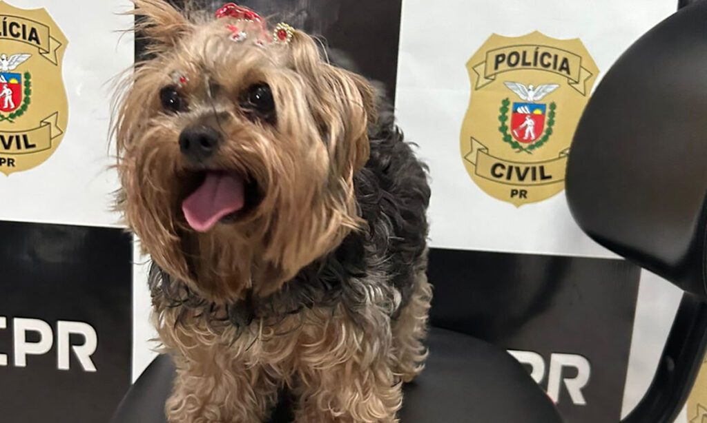 Horas após denúncia, Polícia Civil recupera cachorrinha furtada; autor foi preso 2 Cachorrinha havia sido furtada nas proximidades da Caixa Econômica Federal. Equipes da Polícia Civil localizaram o animal e prenderam o autor