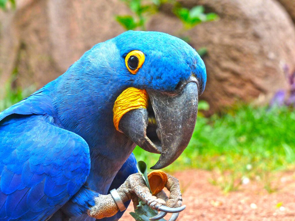 Os 3 animais mais bonitos do mundo 2 arara azul