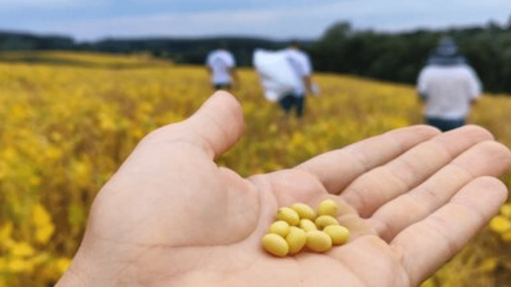 Produção de soja em Santa Catarina cresceu 93% nos últimos doze anos