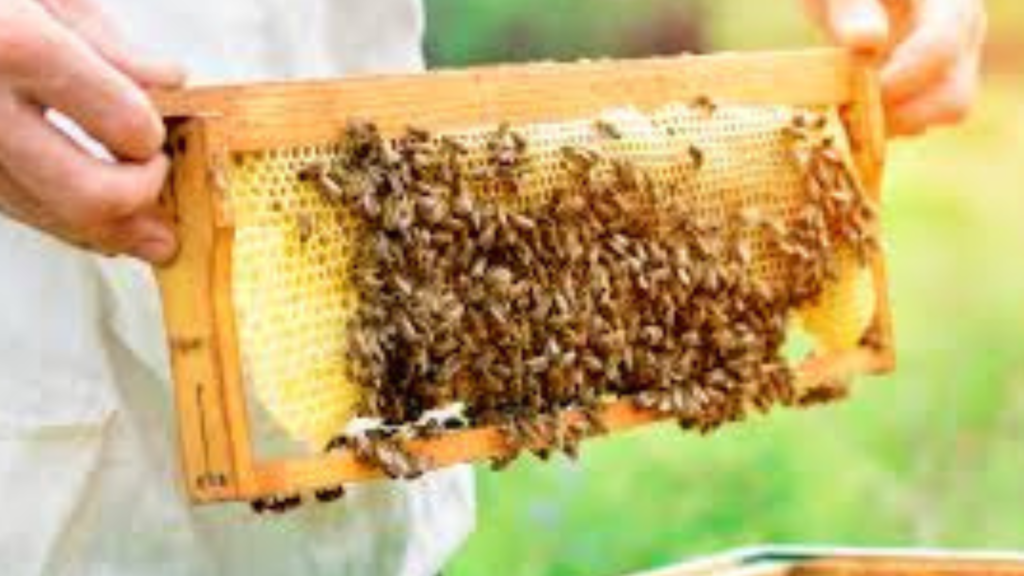 A Epagri oferece suporte técnico e informações sobre os programas estaduais que visam apoiar as atividades de apicultura e meliponicultura