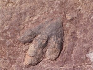 dinossauros