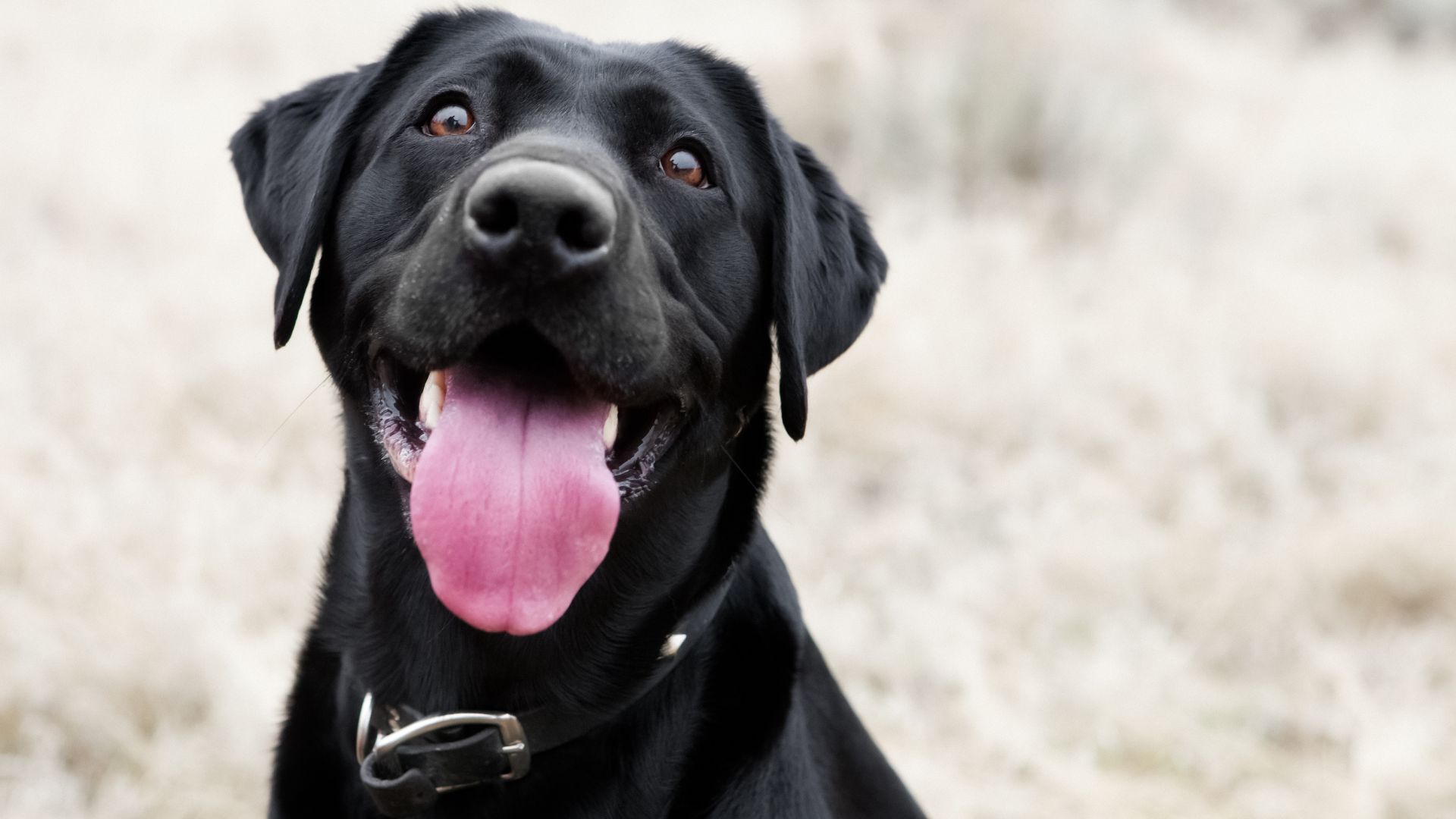 como adestrar seu cão em casa