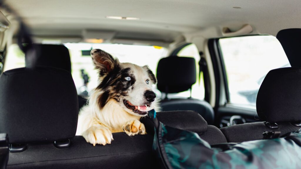 Como viajar de carro com seu pet
