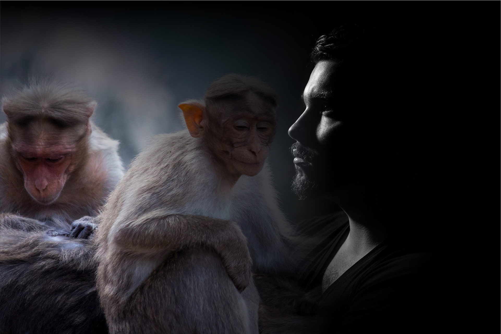humanos