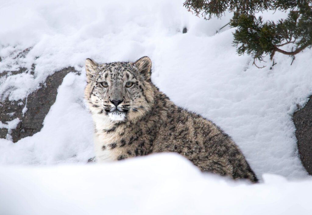 Os 3 animais mais bonitos do mundo 4 leopardo das neves