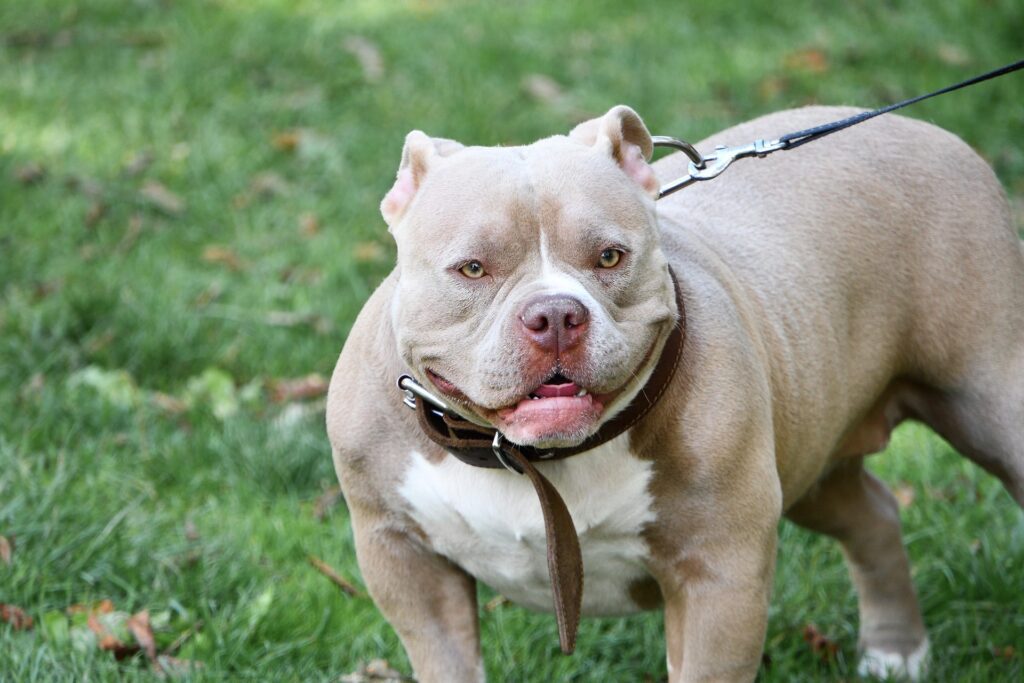 American Bully: a raça musculosa, dócil e perfeita para a família