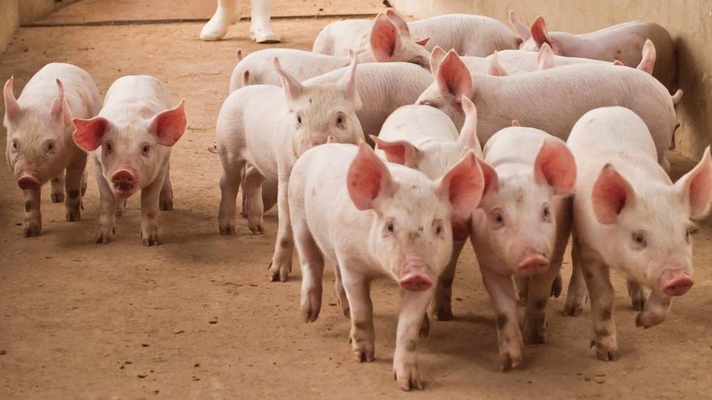 Após reconhecimento do Paraná como zona livre de febre aftosa sem vacinação, o Chile autoriza a importação de carne suína paranaense, fortalecendo laços comerciais e abrindo novos mercados para o agronegócio do estado