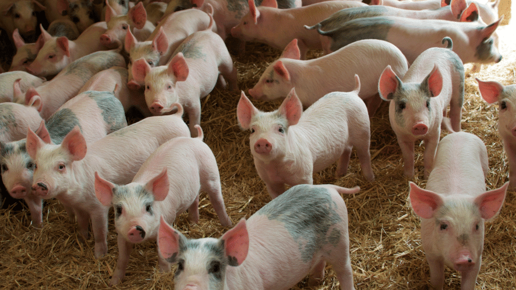 Chile reconhece qualidade do Paraná e libera importação de carne suína