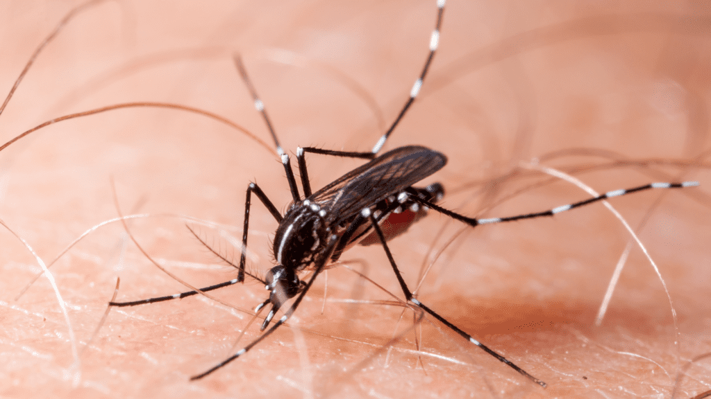 Dengue dispara no Paraná em 2025, mais de 6 mil novos casos e quatro mortes confirmadas