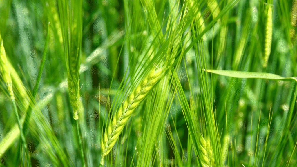 Paraná lidera produção nacional de cevada e projeta 413 mil toneladas em 2025