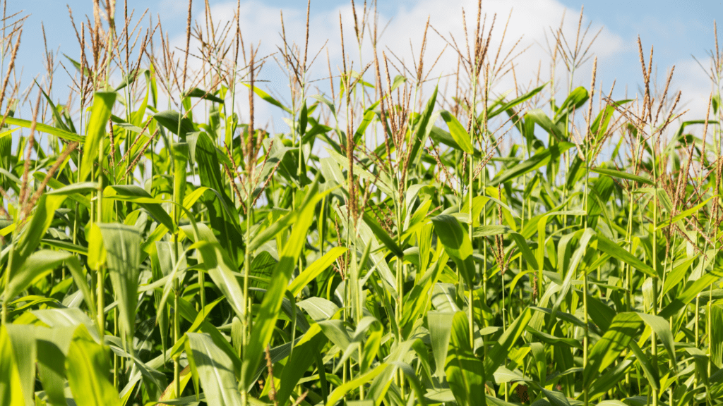 Produtores de Santa Catarina enfrentam queda na produtividade apesar de alívio com as chuvas 2 Apesar das chuvas no Extremo Oeste de Santa Catarina, a estiagem ainda compromete a segunda safra de milho e soja, preocupando produtores. Especialistas alertam para impactos na produtividade e necessidade de cuidados contínuos nas lavouras