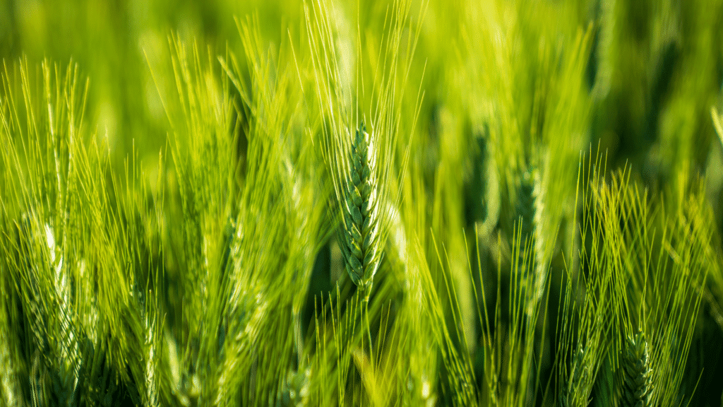 Paraná lidera produção nacional de cevada e projeta 413 mil toneladas em 2025 2 Com previsão de 94,6 mil hectares plantados, a cultura da cevada deve alcançar a maior safra da história no Paraná. Boletim agropecuário detalha os motivos do crescimento e os impactos nas demais culturas e proteínas animais
