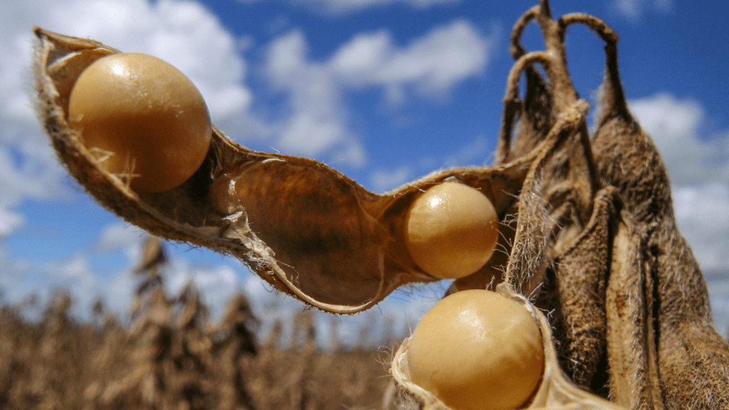 Produtores de Santa Catarina enfrentam queda na produtividade apesar de alívio com as chuvas 4 crys 46