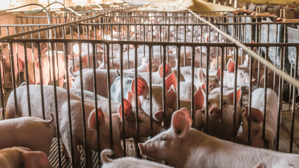 Paraná bate recorde em exportação de alimentos para 176 países em 2024 2 Estado alcança marca histórica de US$ 14,2 bilhões em exportações de alimentos e bebidas, com destaque para soja, carne de frango e café. Veja quais países compram mais do Paraná
