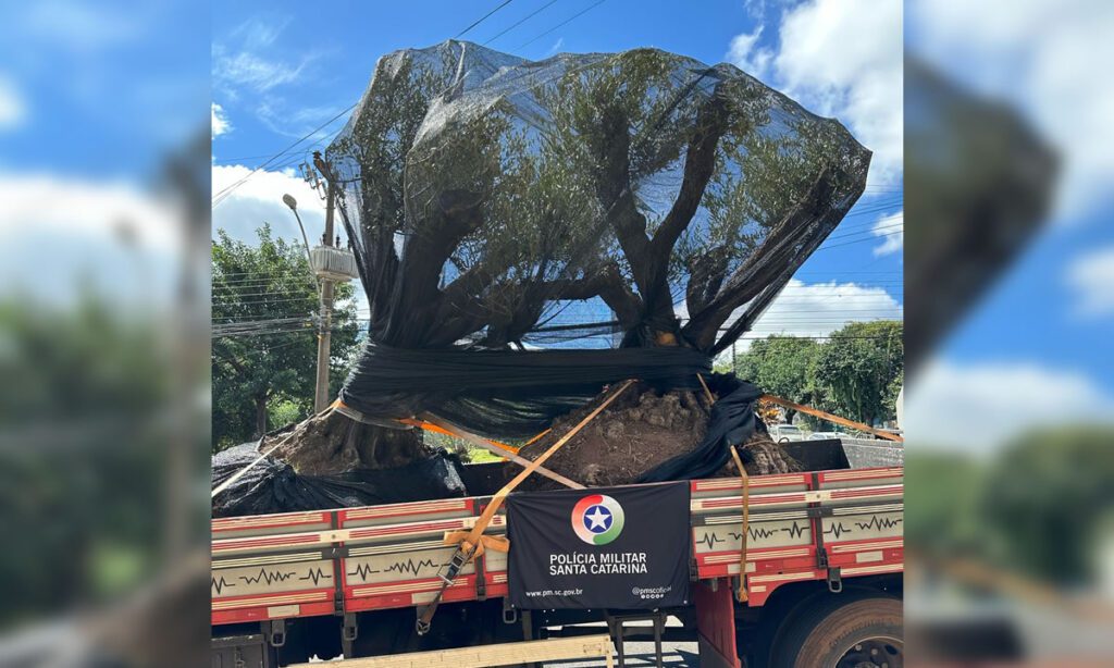 O motorista do caminhão informou que havia carregado as árvores em Encantado, com destino a Joaçaba