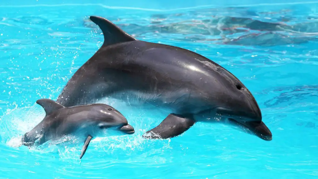 Você sabe qual é o animal mais inteligente do mundo? 2 qual é o animal mais inteligente do mundo?