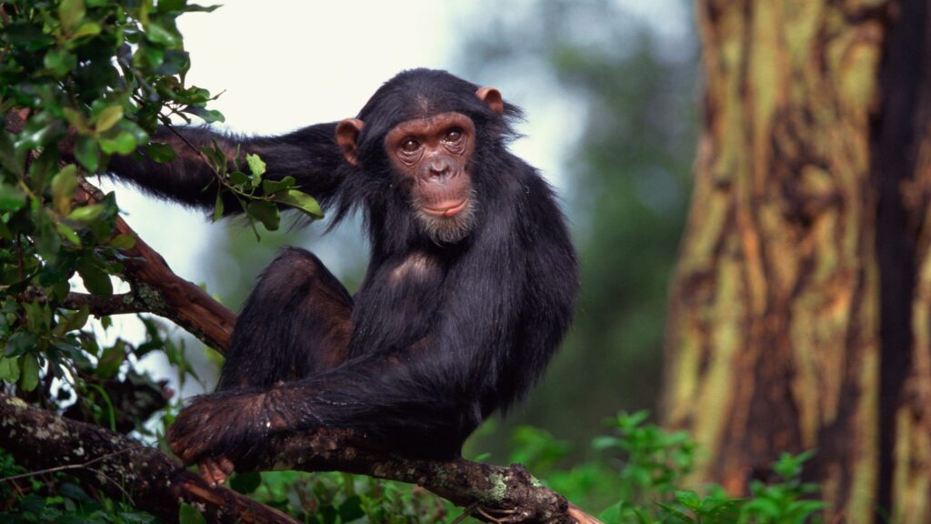 qual é o animal mais inteligente do mundo?