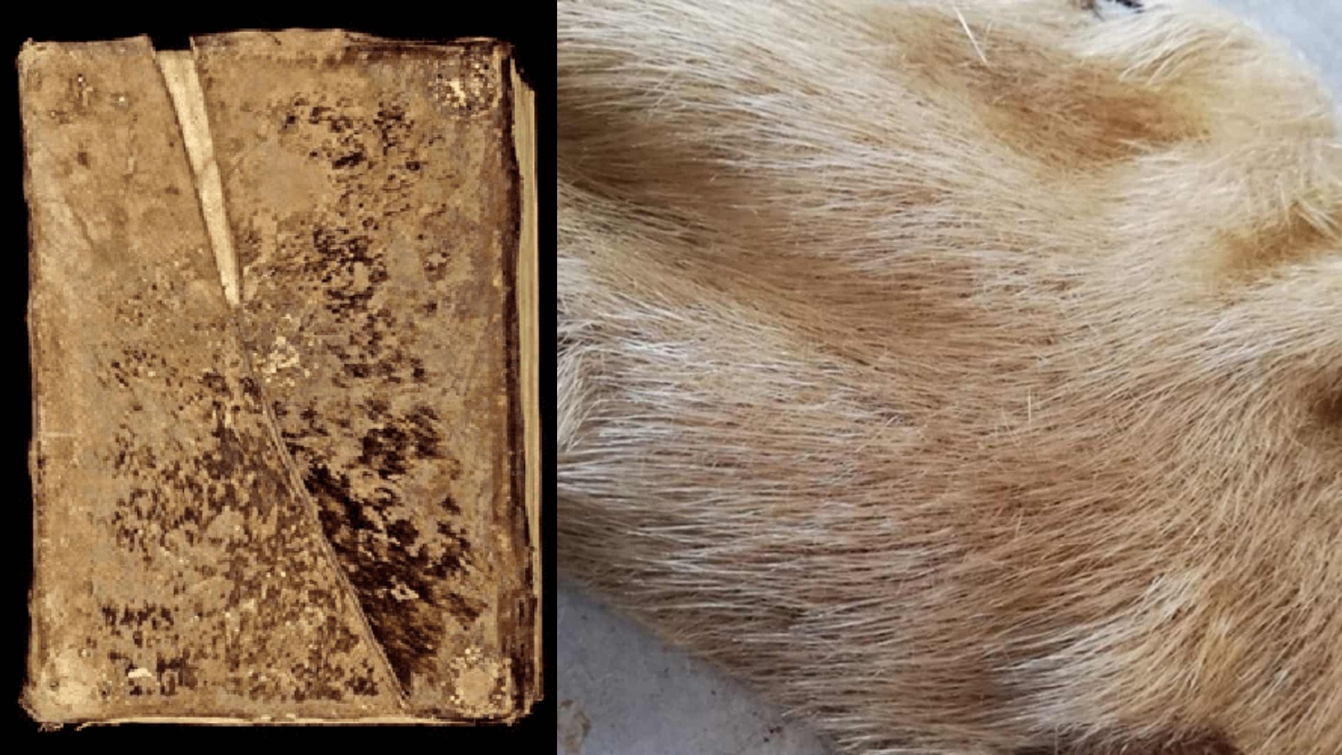 Livros encapados com pele de foca são descobertos na França