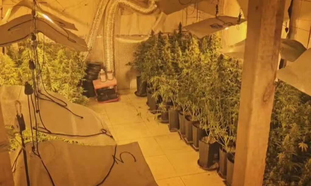 Casal é preso por cultivar mais de 800 pés de maconha vendida a R$ 30 mil o quilo 2 O casal foi preso na tarde de terça-feira (22). Plantação de maconha ficava em uma chácara em São José dos Pinhais, na Região Metropolitana de Curitiba