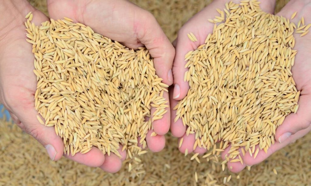 Santa Catarina é o segundo maior produtor de arroz do Brasil e líder em produtividade. De acordo com a Epagri/Cepa, a produção desta safra deve ser 9,52% maior que a anterior