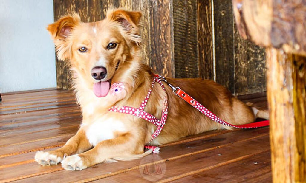 Tutores já podem cadastrar seus pets e emitir o RG Animal 5 O Sistema do Cadastro Nacional de Animais Domésticos (SinPatinhas) já está em operação e aberto para que tutores registrem seus bichos de estimação