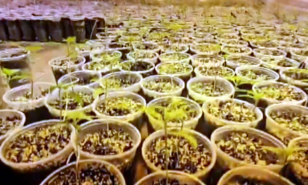 Casal é preso por cultivar mais de 800 pés de maconha vendida a R$ 30 mil o quilo 3 O casal foi preso na tarde de terça-feira (22). Plantação de maconha ficava em uma chácara em São José dos Pinhais, na Região Metropolitana de Curitiba