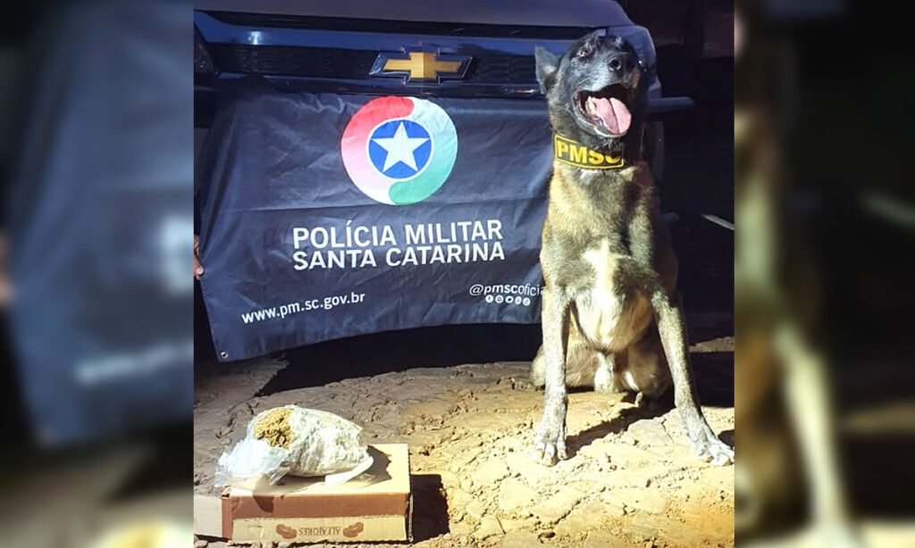 Casal é preso por tráfico internacional de drogas em Dionísio Cerqueira