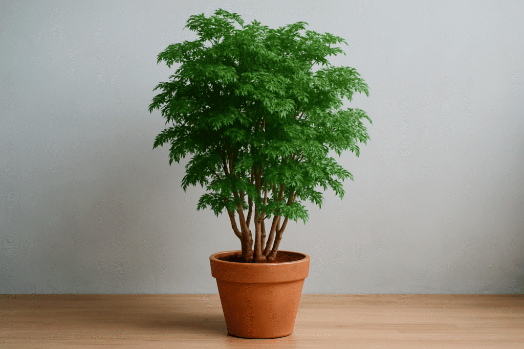 10 plantas que purificam o ar e ainda atraem dinheiro segundo o Feng Shui 8 arvore da felicidade