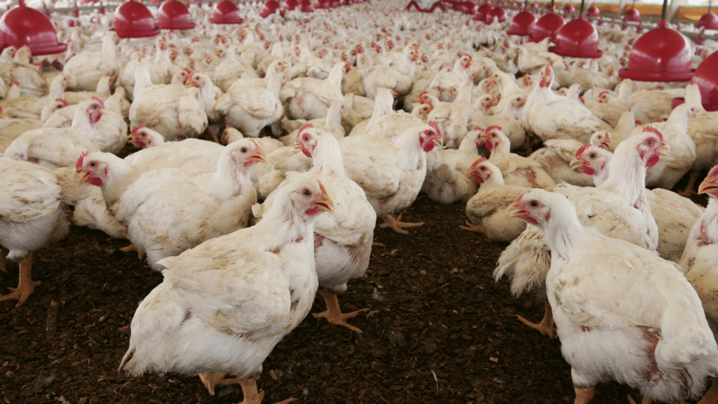 Brasil investiga 18 casos suspeitos de gripe aviária em andamento 2 crys 1 37