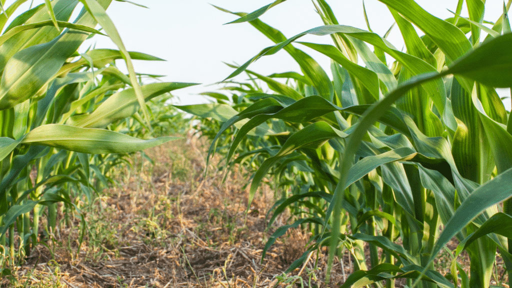 Sistema paranaense de plantio direto influencia modelos agrícolas globais