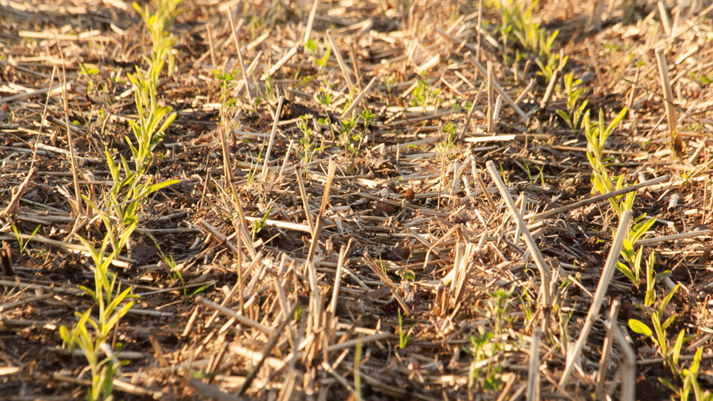 Sistema paranaense de plantio direto influencia modelos agrícolas globais 3 crys 18 4