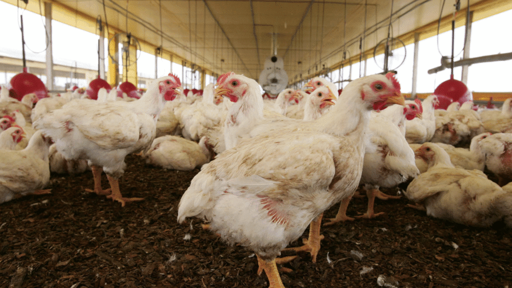 Brasil investiga 18 casos suspeitos de gripe aviária em andamento