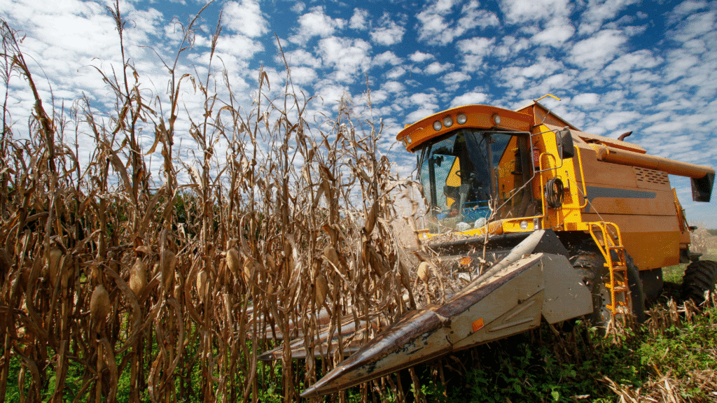 Produção agrícola no Paraná deve bater recordes na próxima safra 2 A safra 2024/25 de milho no Paraná deve atingir um volume recorde, estimado em 16,15 milhões de toneladas na segunda safra.