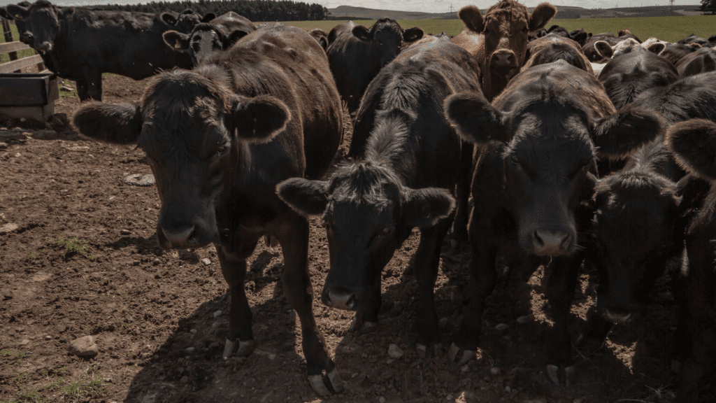 Melhoramento genético do gado Purunã promete aumento de produção e qualidade da carne 2 Projeto no Paraná visa melhorar a genética do gado Purunã, com foco na produtividade e resistência a carrapatos