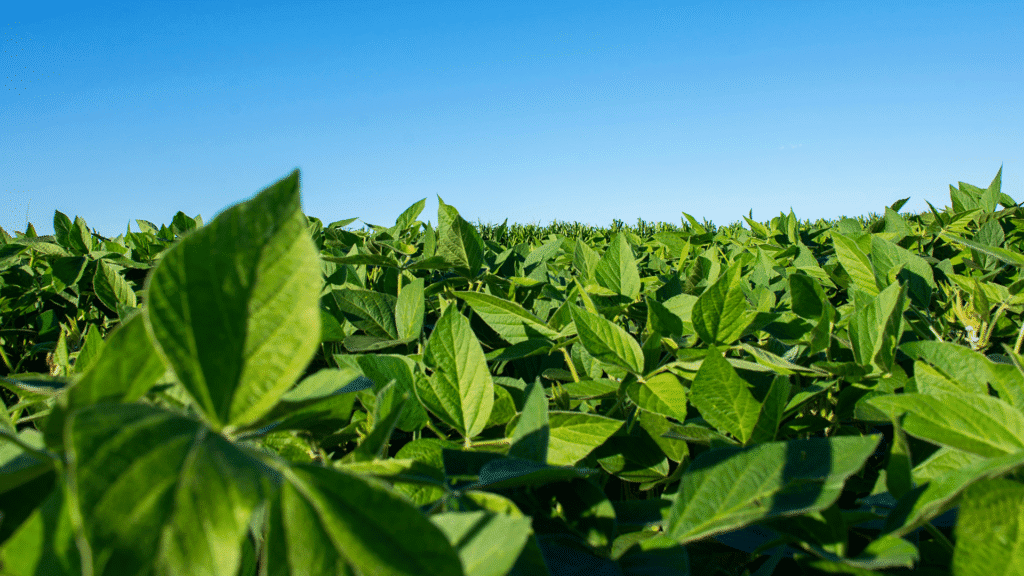 Ministério da Agricultura divulga cronograma do vazio sanitário da soja no Paraná