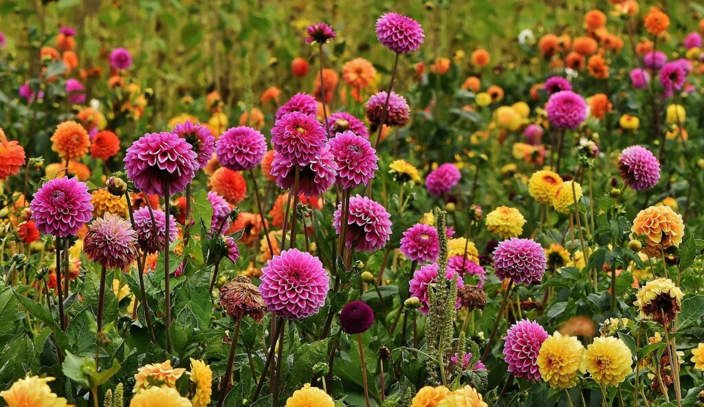 As 10 flores mais lindas do mundo e os segredos que as tornam únicas 11 dalia