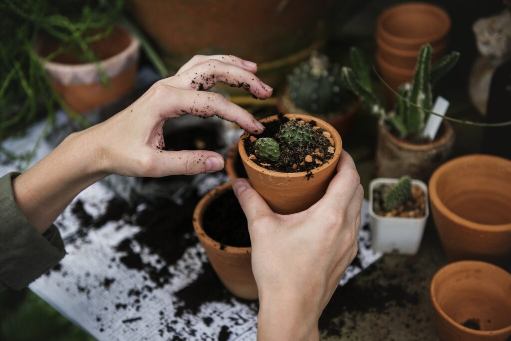 10 flores rústicas e divinas que atraem energia positiva e deixam seu jardim encantador 2 flores 3