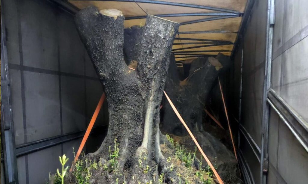 Oliveiras avaliadas em mais de R$ 100 mil cada são apreendidas em Santo Antonio do Sudoeste 3 A carga de oliveiras foi apreendida na noite de segunda-feira, na rodovia BR 163. Segundo o condutor do caminhão as árvores seriam levadas à São Paulo