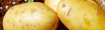 Dia Internacional da Batata: conheça as melhores receitas