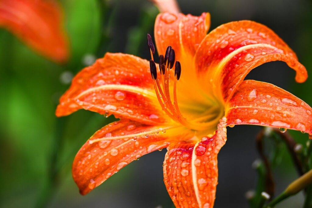 As 10 flores mais lindas do mundo e os segredos que as tornam únicas 9 lirio