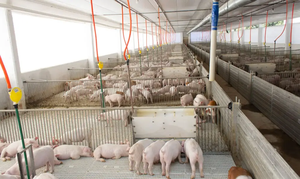 Agronegócio catarinense bate recordes com exportações de frango e suínos 2 Suínos alcançaram o maior valor das exportações do agronegócio, com U$ 1,7 bilhão; já o Valor de Produção Agropecuária de Santa Catarina alcançou R$ 63,7 bilhões